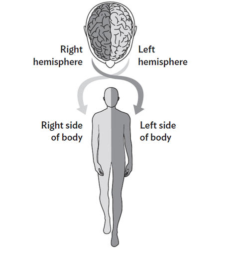 Black and white illustration showing how the brain controls which parts of the body.